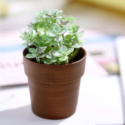 Potted green succulent plant in a brown pot on a light background.