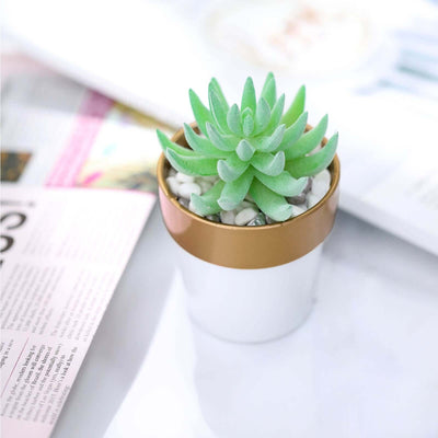 Succulent plant in a decorative pot with pebbles