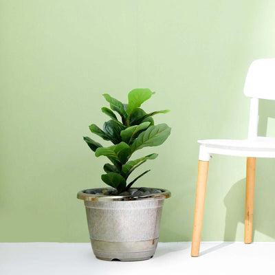 Fiddle leaf fig plant in a pot beside a white chair against a light green background.