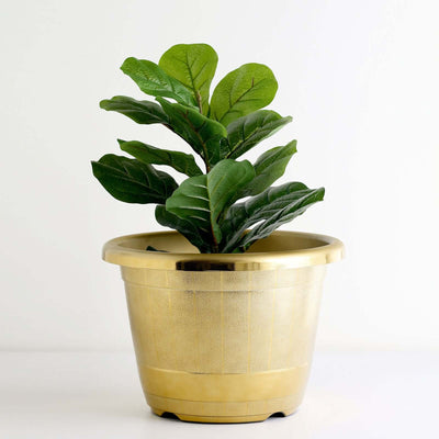 Gold planter with lush green fiddle leaf fig plant
