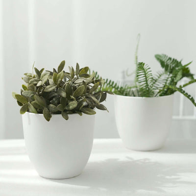 Two potted plants in white pots on a light background.