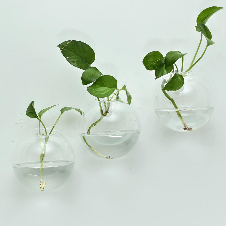 3 Pack Modish Round Glass Wall Mounted Vase Planters Hanging Terrariums