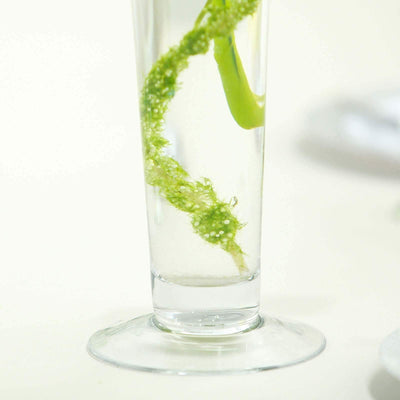 Glass vase with green decorative aquatic plant inside.