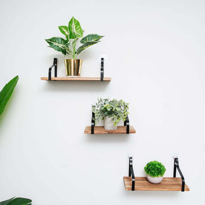 Wooden wall shelves with plants in stylish pots